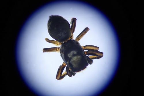 Heliophanus sp.